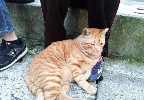 她随手放纸箱，竟冒出“葫芦背小猫”，肉肉溢出萌翻网友