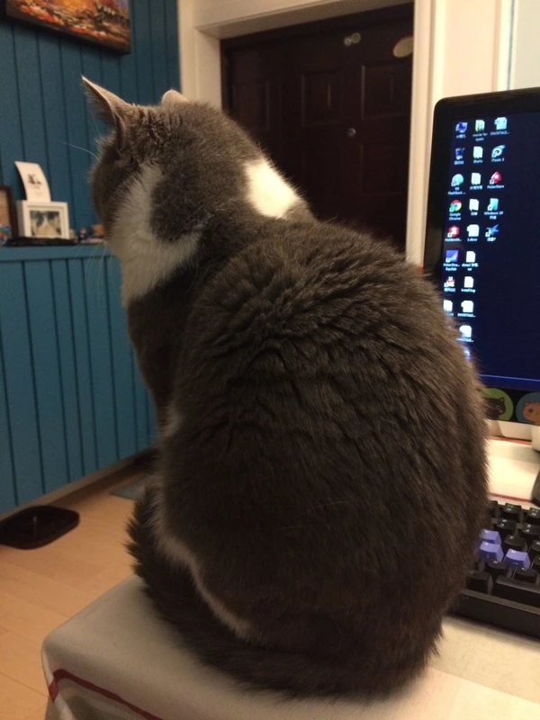 猫咪会吃醋吗？猫咪吃醋争宠的手段，真的能让铲屎官感觉受宠若惊