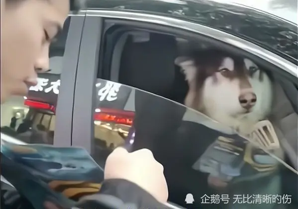 这狗可以吹牛了，中介向车内的狗狗推销游泳健身卡，狗狗很淡定