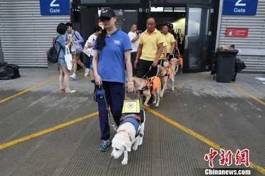 留学期间养宠物，这些问题你考虑过吗？