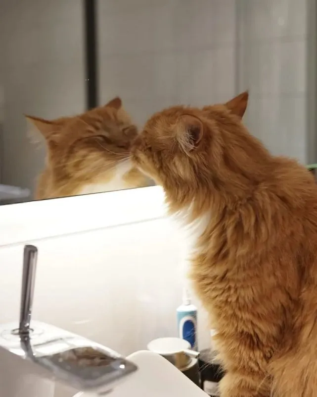 猫趣｜出生不幸的小橘猫，爱上了户外旅行，摆脱了十橘九胖的魔咒