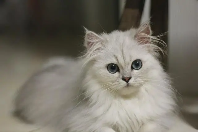 猫咪患重病要开刀做手术，爸爸却带它去庙宇参拜，猫：这能行吗？