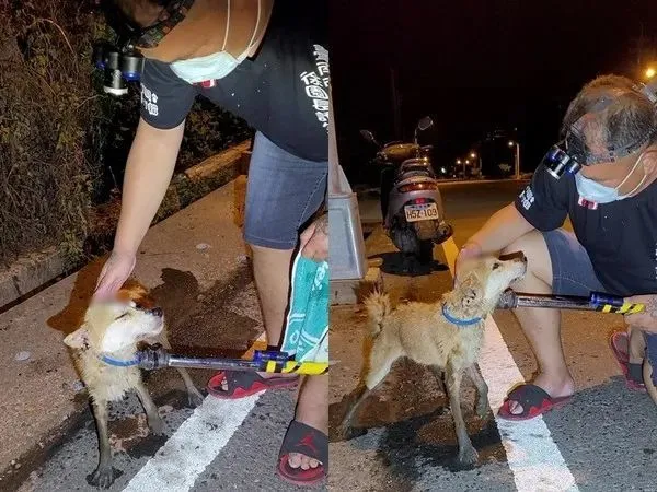 小柴掉进水沟，头破大洞不敢叫！整块肉被削掉，获救眯眼讨摸摸