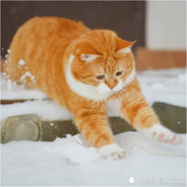 一只平平无奇的橘猫，身上竟藏着7个“世界之最”，你不知道吧！