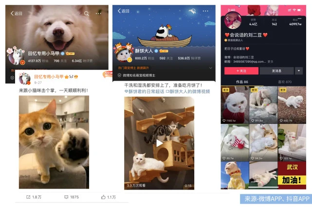 一个月10起融资，宠物经济正在掏空年轻人的钱包