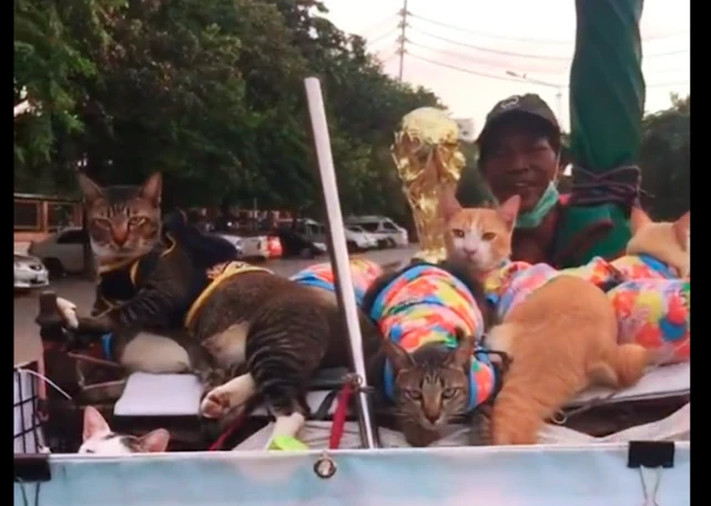 环卫工陆续捡了9只猫，全养得干干净净的，垃圾车成为了撸猫车！