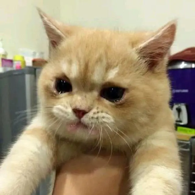 养猫有5大“坏处”，别一时冲动去养猫了，这对猫其实是伤害！