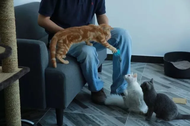 听说，养猫能治好铲屎官的“洁癖”