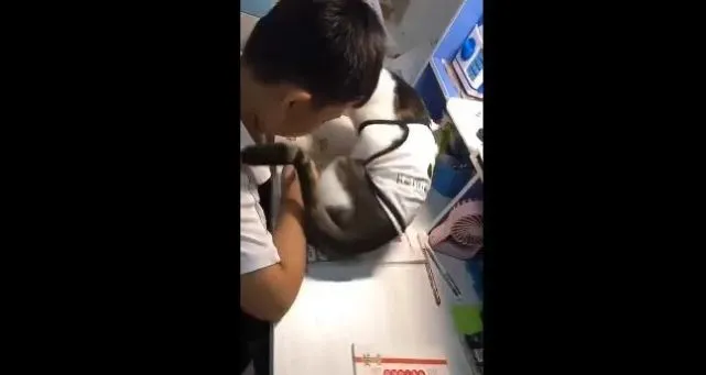 小主人写作业，猫咪化身“粘人精”，各种撒娇姿势阻止小主人