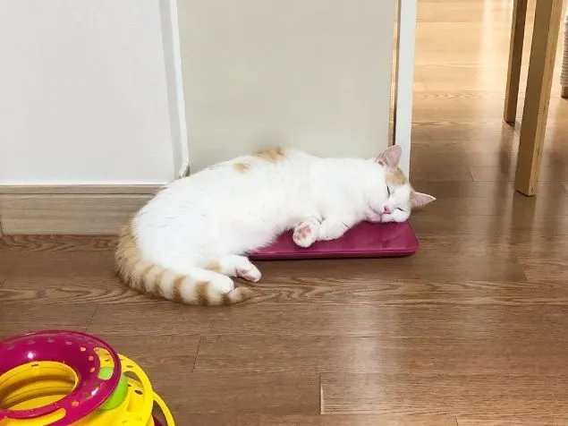这只贪睡猫火了！无数网友只为每天看它睡觉……
