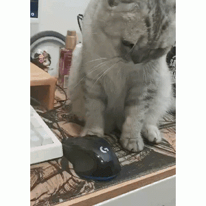 猫趣｜看了喵星人是如何过周末的，你会有养猫的冲动吗？