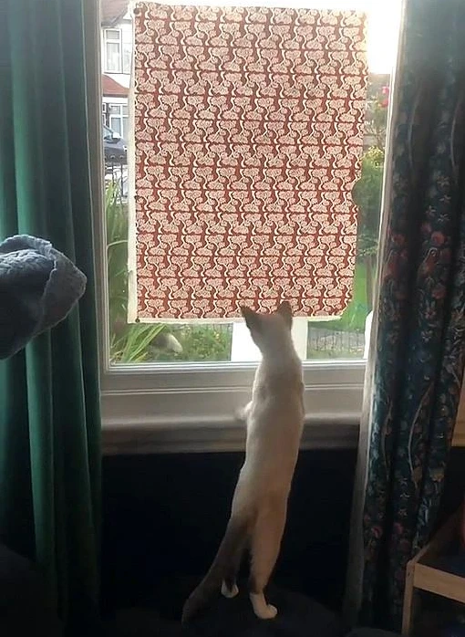 野生狐狸看中宠物猫，三天两头带礼物上门：大家交个朋友呗