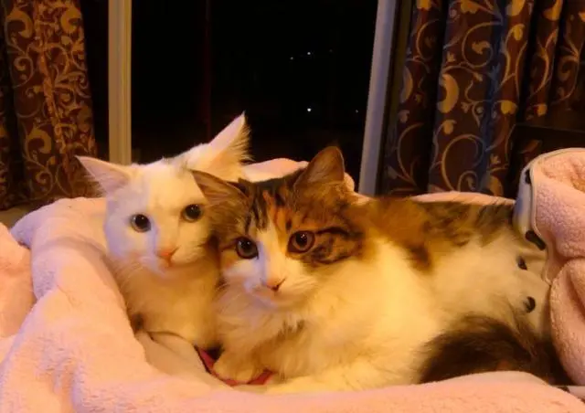 被一只15斤重的猫咪，压在胸口上是什么感觉？