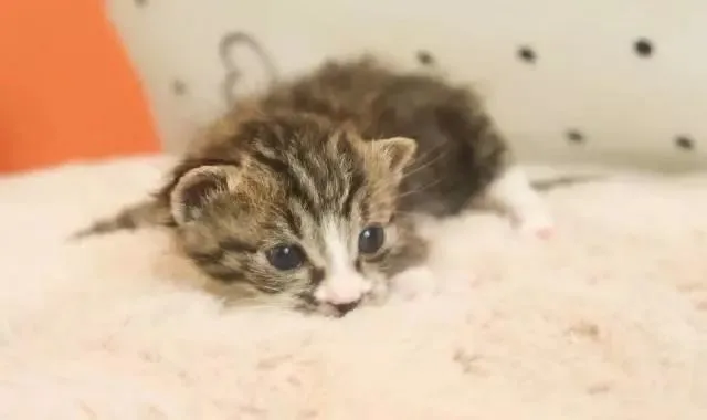 猫咪之间的交流是喵喵？你搞错了，它们是靠这些行为来交流的！