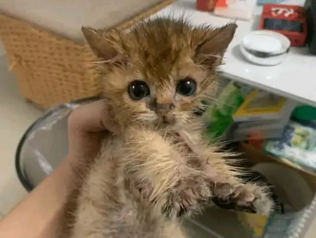 路边捡了只脏脏小猫，洗干净后竟大变样：恭喜您喜提金渐层一只
