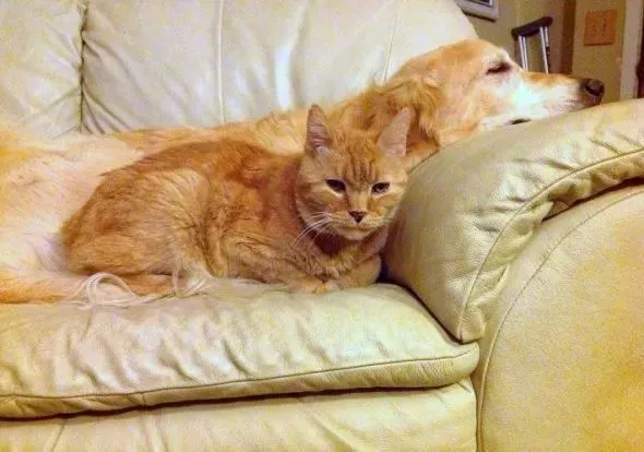 陪伴狗狗八年的猫咪去世了，主人这样安慰金毛