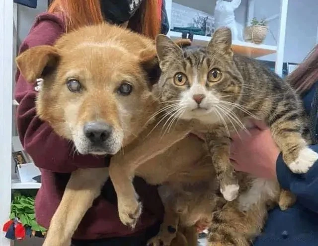 猫狗8年相依为命，狗因失明被主人抛弃，猫咪却因念旧情跟了出来