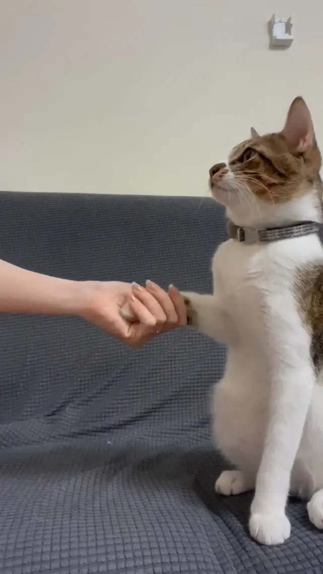 主人睡着时，狸花猫凭借敏锐的洞察力，救了自己的主人