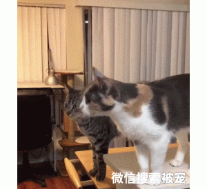 主动求亲亲抱抱举高高的猫有多甜？