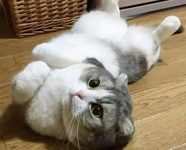 猫犯错后，如果有这5个举动，说明猫咪在向你认错，快原谅它吧！