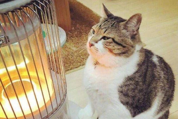 猫咪“最爱铲屎官”的季节，是冬天