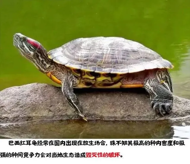【动植物检疫】异域宠物：宠你不容易