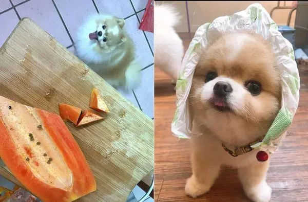 博美因为脸肉肉的被催着减肥，可主人：它是5个中最瘦的！