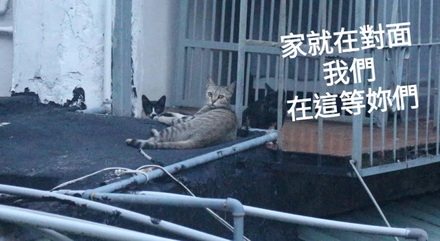 流浪猫爸带怀孕老婆上门讨吃求救，三个月后，带上三只猫崽来报恩