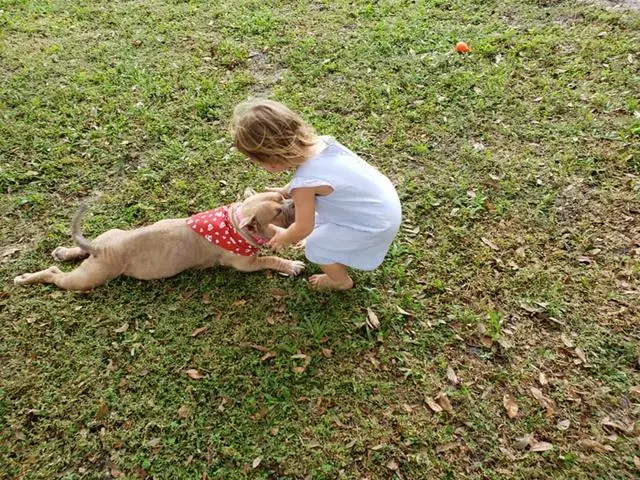 比特犬快被安乐死，两岁女孩只说了一句话，把它从死神手里救回来