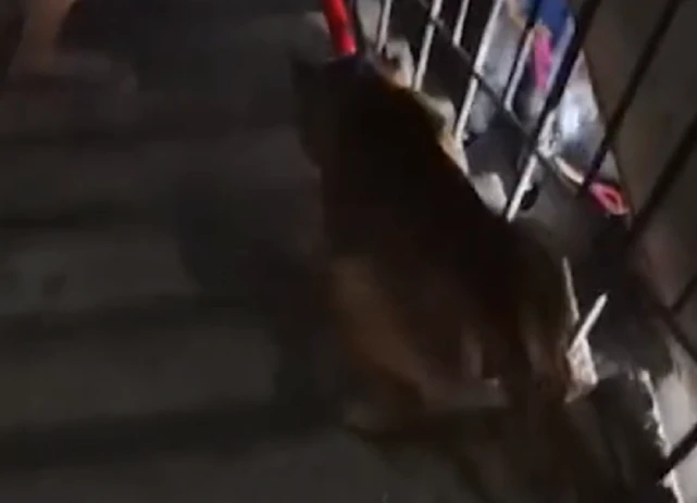 老人离世，俩狗狗却不愿离去，狗狗：我们走了，谁还能记得你