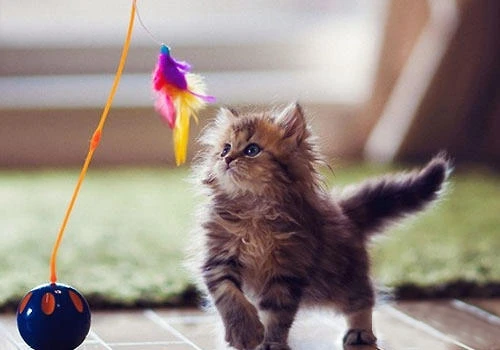 猫咪不吃猫粮，资深铲屎官来支招