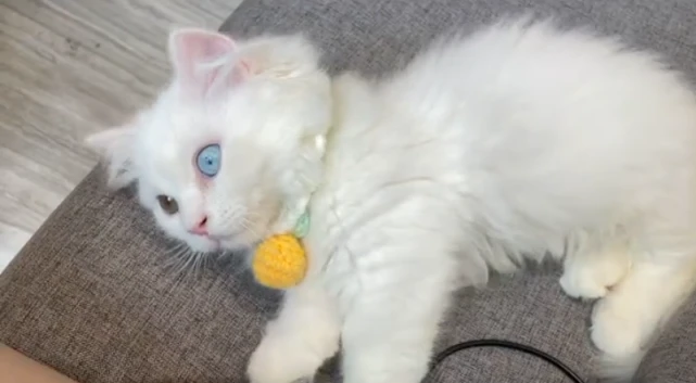 女子花7500买了只矮脚猫，回去才发现喵耳聋：这可怎么办呀？
