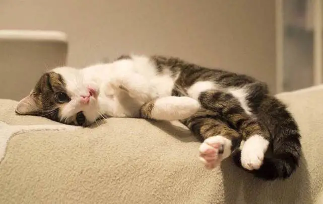 “养猫3年，我真的越来越讨厌猫了”