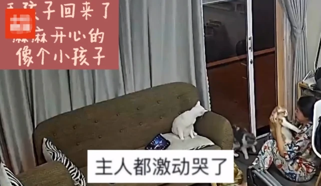 广东一女子在家休息，门口突然出现一只橘猫，得知真相后感动了