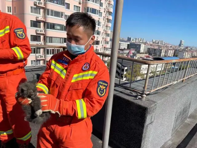 淘气 汤姆 坠入烟道被卡 秦皇岛消防员巧用鱼线钓猫