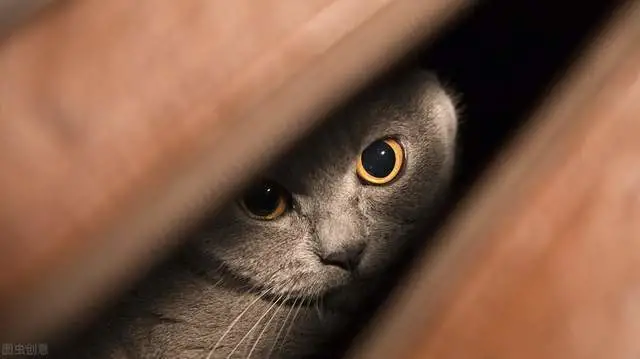 麦富迪猫粮怎么样？资深铲屎官告诉你