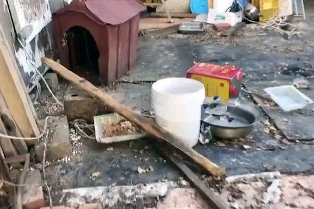 猫咪饱受主人折磨，吃垃圾住破房，一根铁链拴门外，看着都心疼！