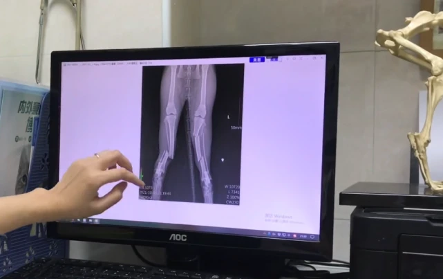 疑似高空坠落宠物猫，浑身是血倒在马路边等待救援，猫咪：主人，你在哪？