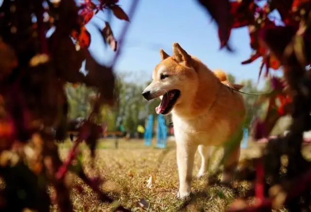 狗生艰难！那条叫“登登”的柴犬又挂拍了！这次又是为了啥？