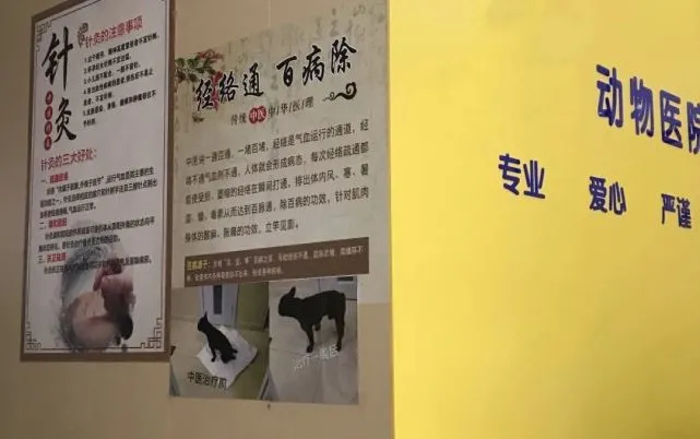 智商税or新风口？我花几百元 带绝症宠物看了回中医
