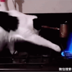 嘴巴自带ω的奶牛猫有多可爱？看完差点忘了它是猫中二哈！