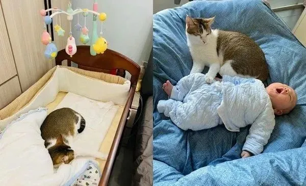 年初刚生小孩，猫奴忍痛发送养文，附注“送奶粉尿布”，结局超反转