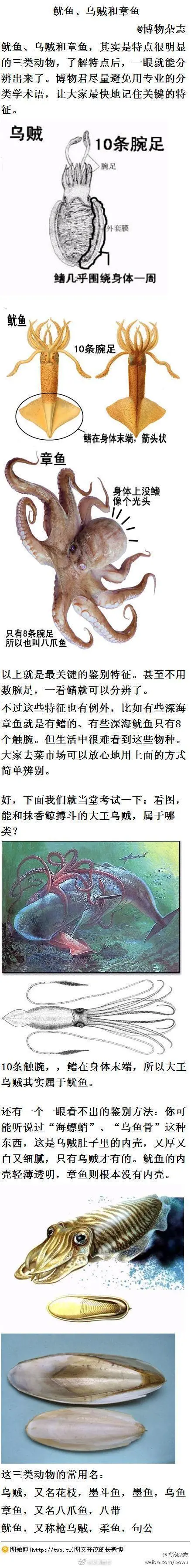 如何区分辨别鱿鱼八爪鱼墨鱼