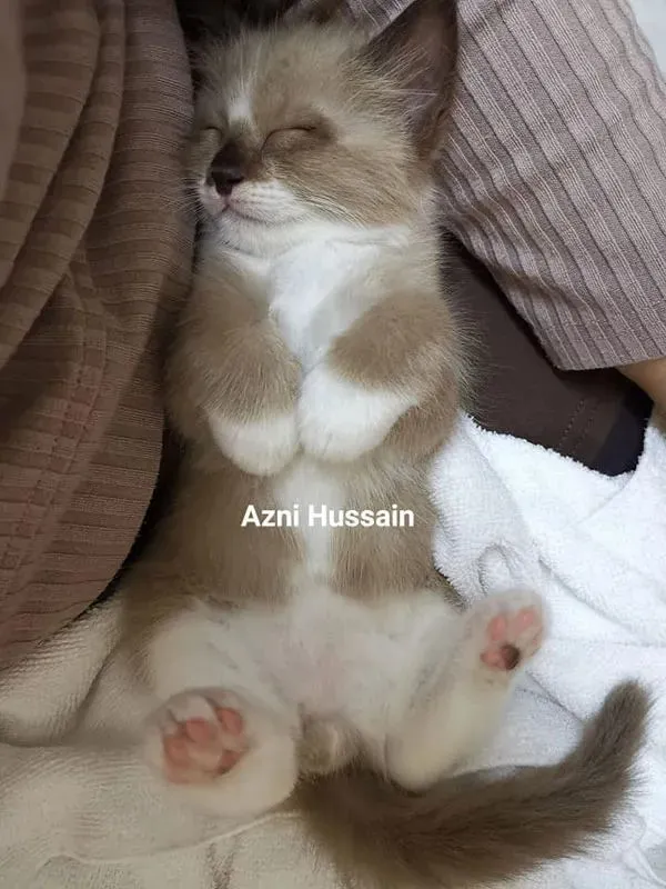 你这狐狸真好看！主人：这是猫！