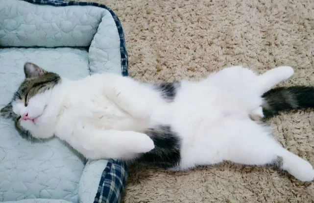 为什么雄性猫非要长倒刺，来刮伤雌性？人类和它们有什么区别？