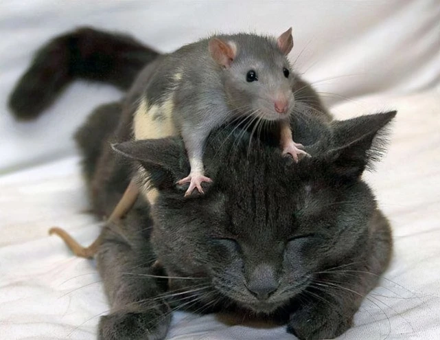 现在的猫咪不抓老鼠？一项长达十年的研究发现，猫抓老鼠不是本能