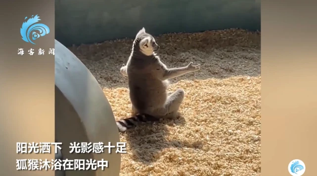姿势霸气！狐猴张开双臂盘腿独坐晒太阳