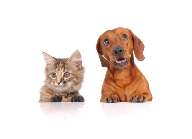 狂犬病有多可怕？致死率近100％，哪些情况需要接种狂犬疫苗？