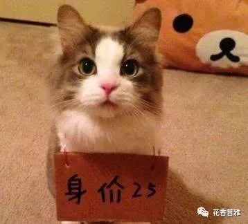 在给猫起名这块，中国铲屎官绝对把气质，拿捏得死死的！