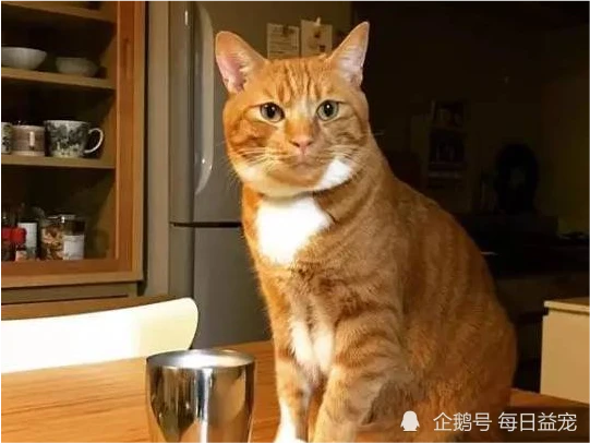 橘猫偷跑出去玩，回家后爪子肿成了猪蹄，很同情但真的好笑！